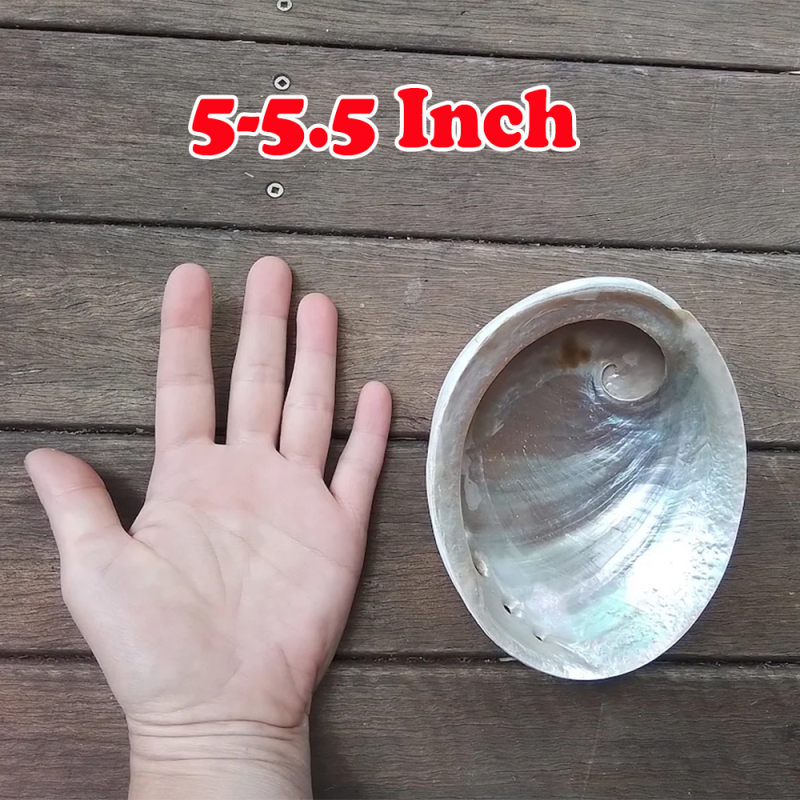 5-5.5 Inch / Larger than 5.5 Inch Australian Black Lip Abalone - Shell Sacred ABALONE Shell Natural and Raw, Ceremonial Smudge Bowl. Sea Spirit Offering