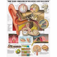 Ear Organs Laminated Wall Chart