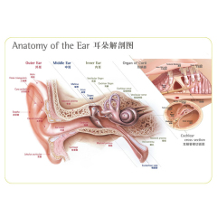 Ear Anatomy Poster for Audiologist and Hearing Ear Anatomical Chart (820x530mm)