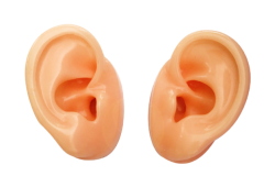 Silicone Ear Model-Beige