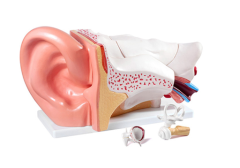Ear Anatomy Display-L