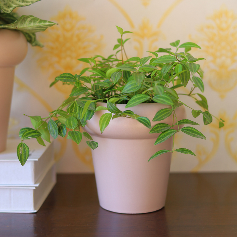 Nordic Morandi Color Cute Multi Sizes Ceramic Flower Planters & Pots for Home Garden Decor
