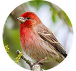 Pine Grosbeak