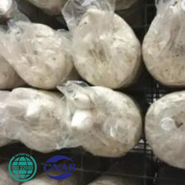 pangoling CULTIVATE HIGH YIELD KING OYSTER MUSHROOM SPAWN EXPORT