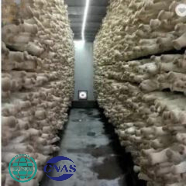 pangoling CULTIVATE HIGH YIELD KING OYSTER MUSHROOM SPAWN EXPORT