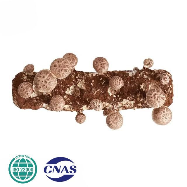 HIGH QUALITY ISO CERTIFICATED ORGANIC SHIITAKE MUSHROOM SPAWN