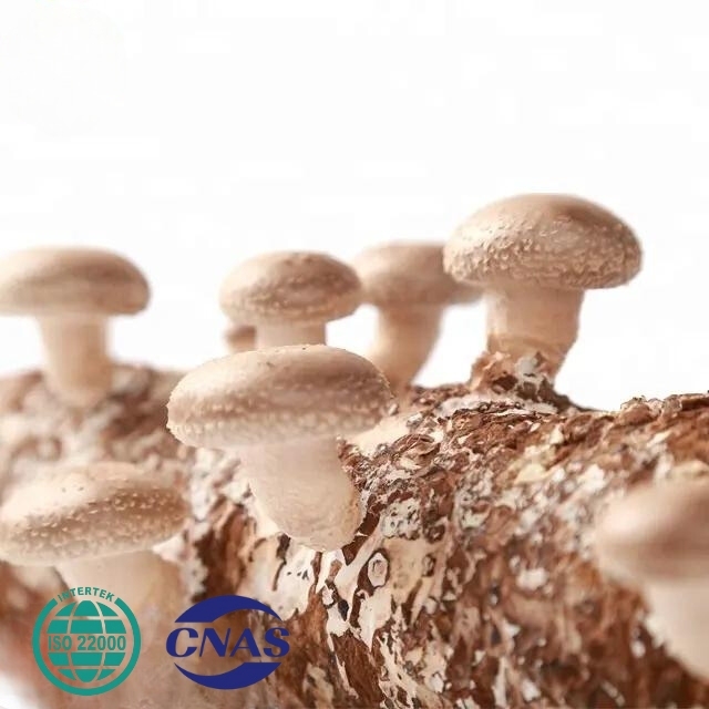 FRESH ORGANIC HARD WOOD SHIITAKE MUSHROOM SPAWN WITH GOOD SERVICE