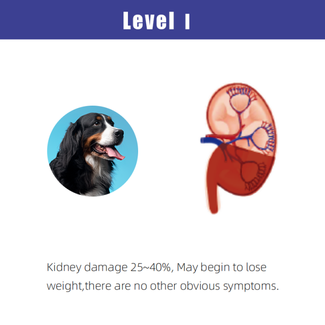 cCys C Canine Rapid Tests(FIA)