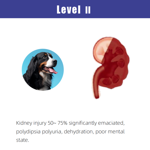 cCys C Canine Rapid Tests(FIA)