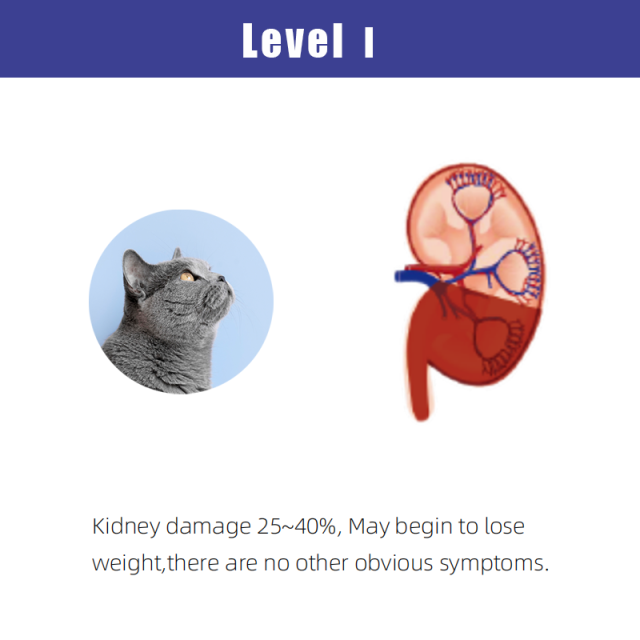 fCys C  Feline Rapid Tests(FIA)