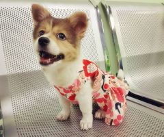 Elegant Floral Ribbon Dog Dress