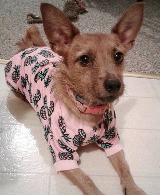 CuteBone Dog Pajamas Cute Print Dog Apparel Dog Jumpsuit Pet Clothes Pajamas P51
