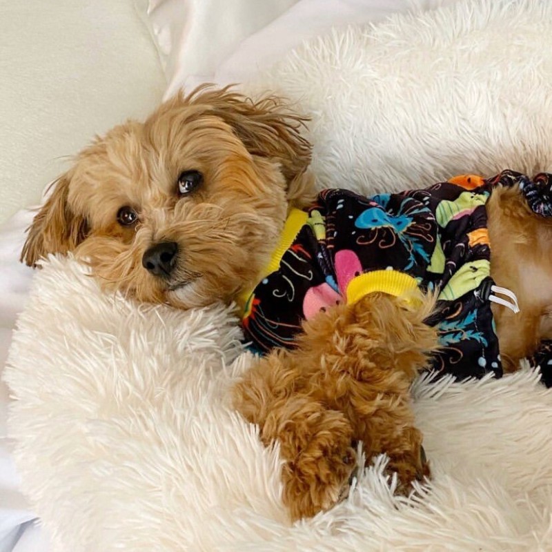 Colorful Jellyfish Pajamas