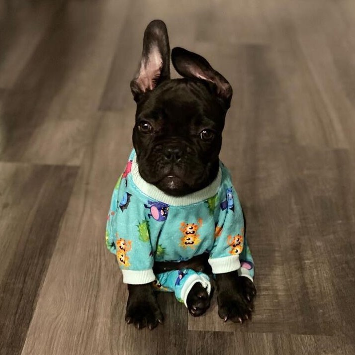 Colorful Beast Dog Pajamas