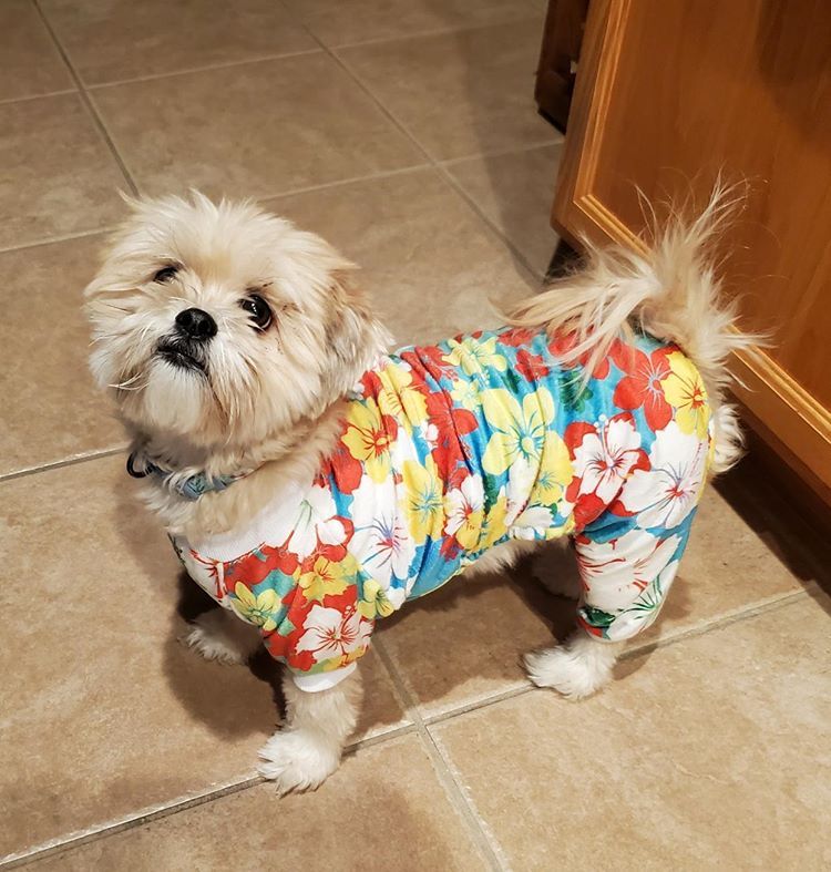 Big floral dog pajamas