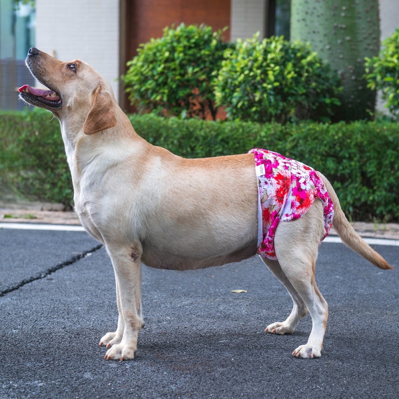 3 Pack Floral Print Reusable Diapers for Female Dog