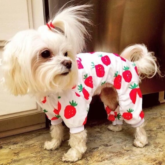 Sweety Strawberry Dog Pajamas
