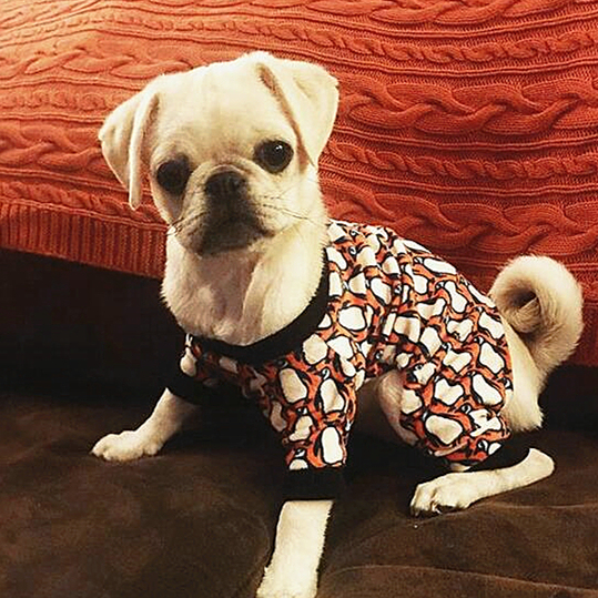 Penguin Pattern Dog pajamas