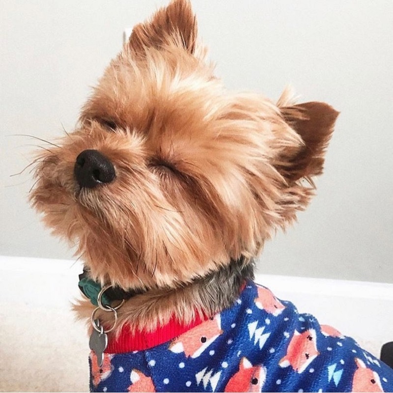 DarkBlue Fox Dog Pajamas