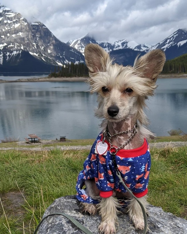 DarkBlue Fox Dog Pajamas