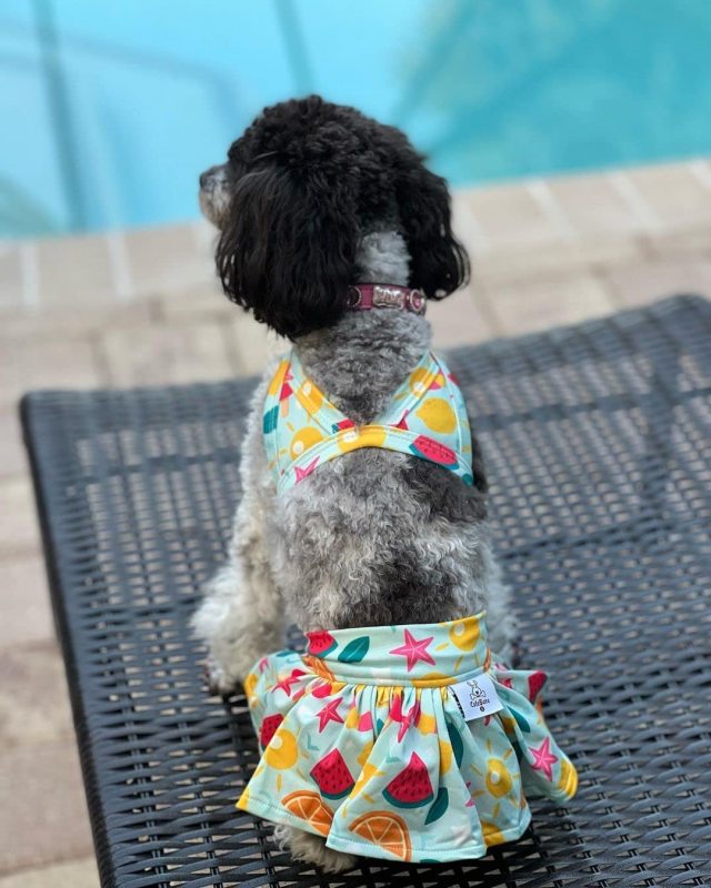 CuteBone Dog Bikini 2-Pack Swimsuit Puppy Bathing Suit for Small Dogs Female