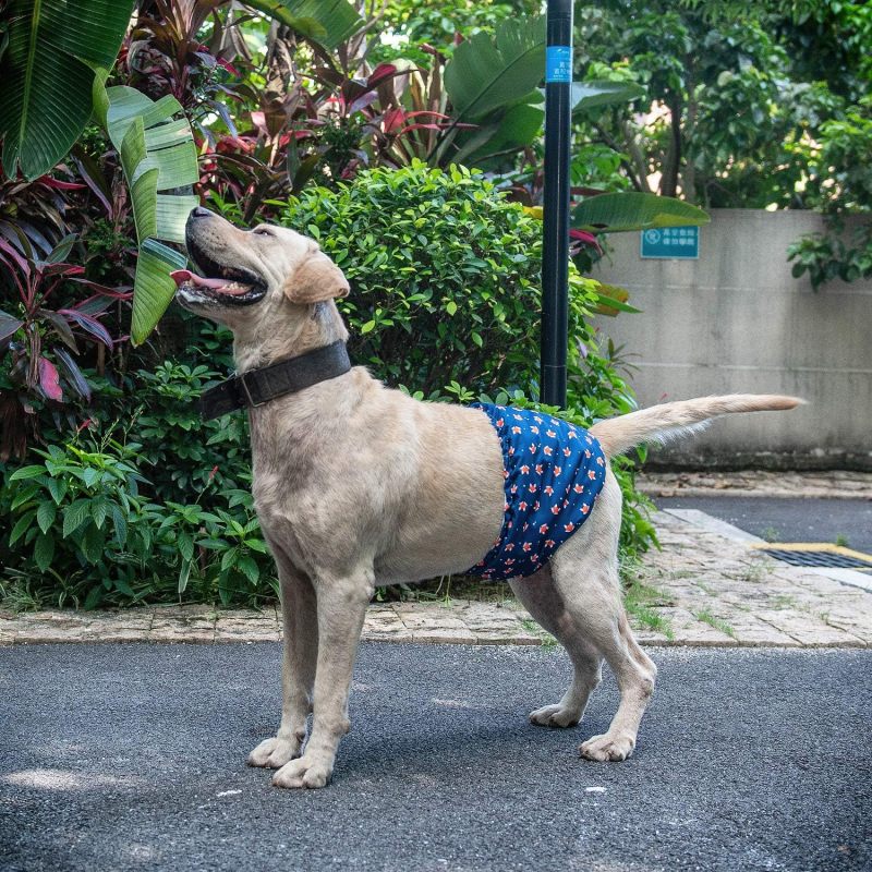 CuteBone Belly Wrap Male Dog Washable Puppy Diapers DM02