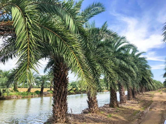 Phoenix sylvestris