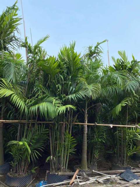 Areca triandra