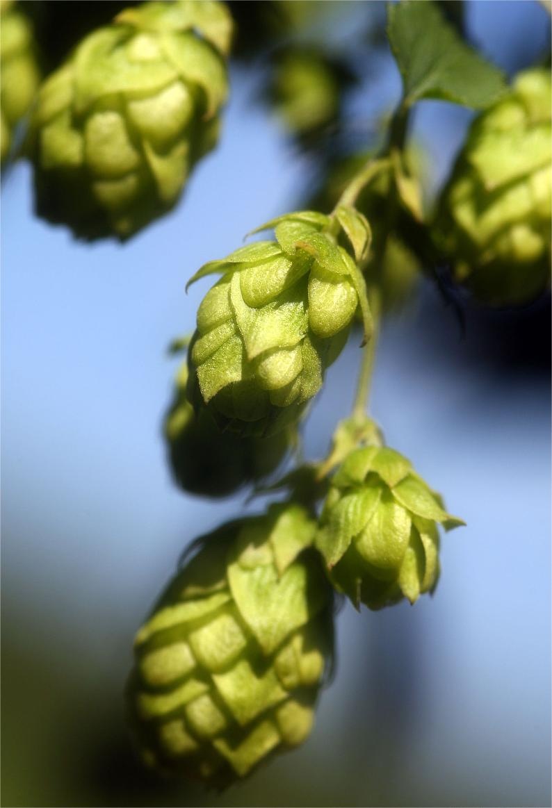 Hops