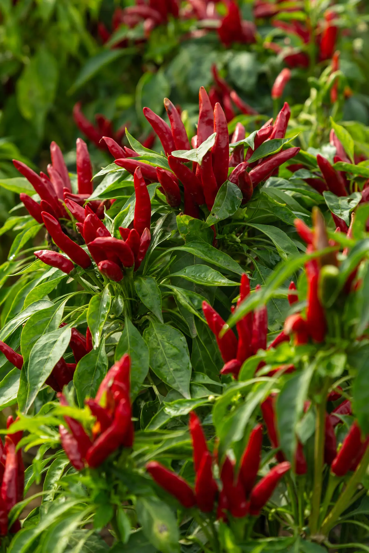 chili is rich in vitamin C?