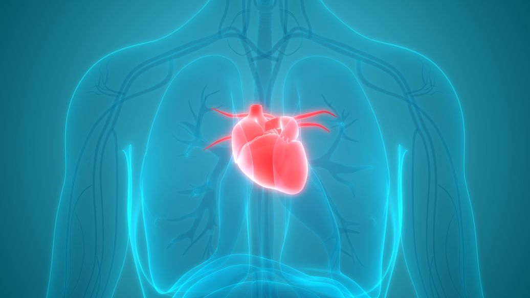 Cardiovascular