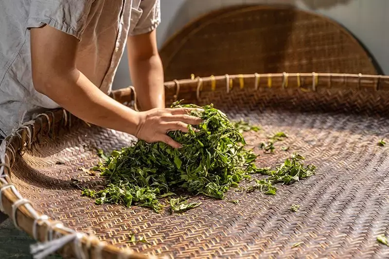 dehydration of oolong tea