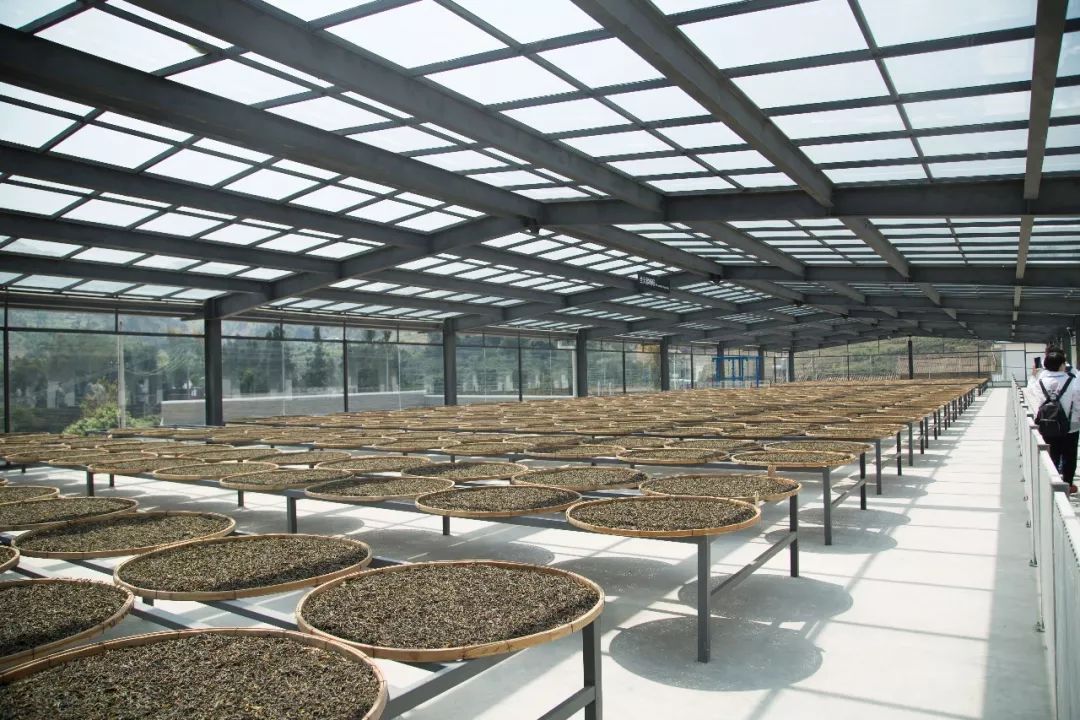 oolong tea Air drying