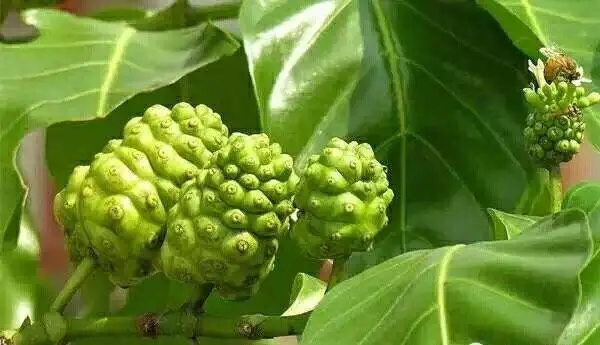 noni fruit leaves