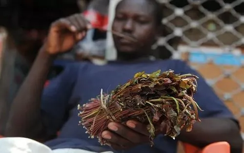 Ethiopia Chat grass