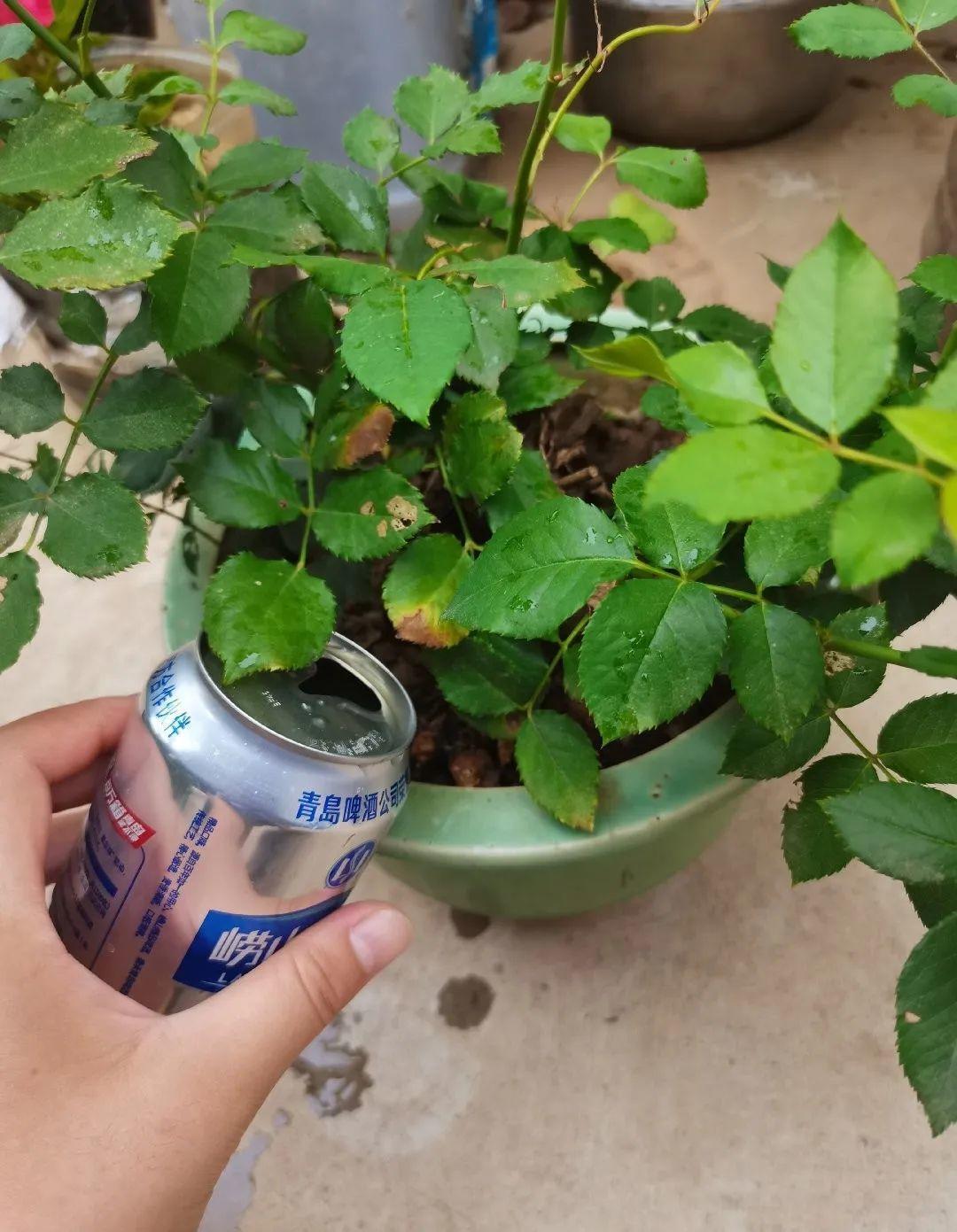 Watering flowers with beer
