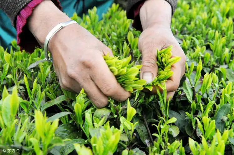 Longjing tea Picking