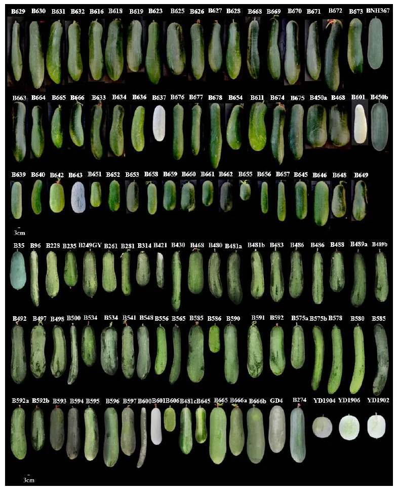 Winter melon variety information