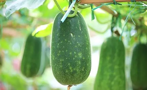 winter melon