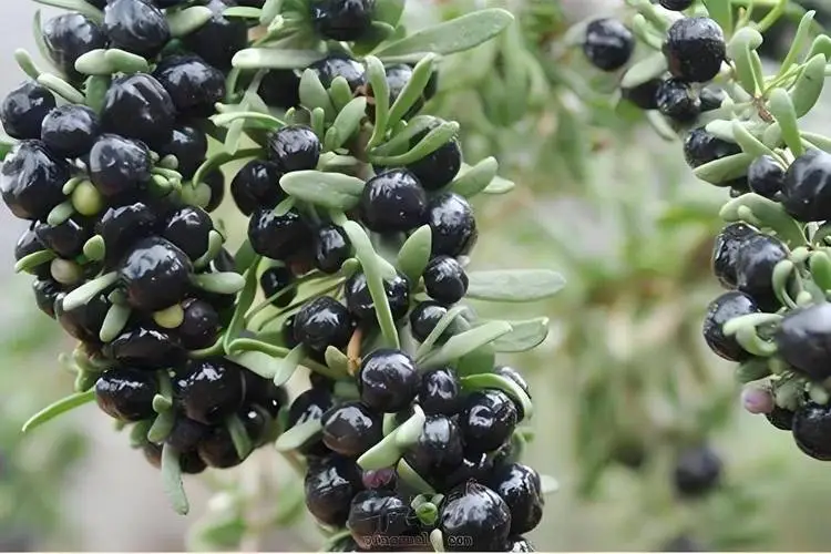 Black wolfberry
