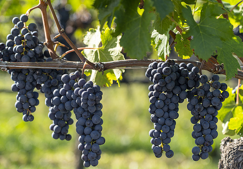 Black grapes