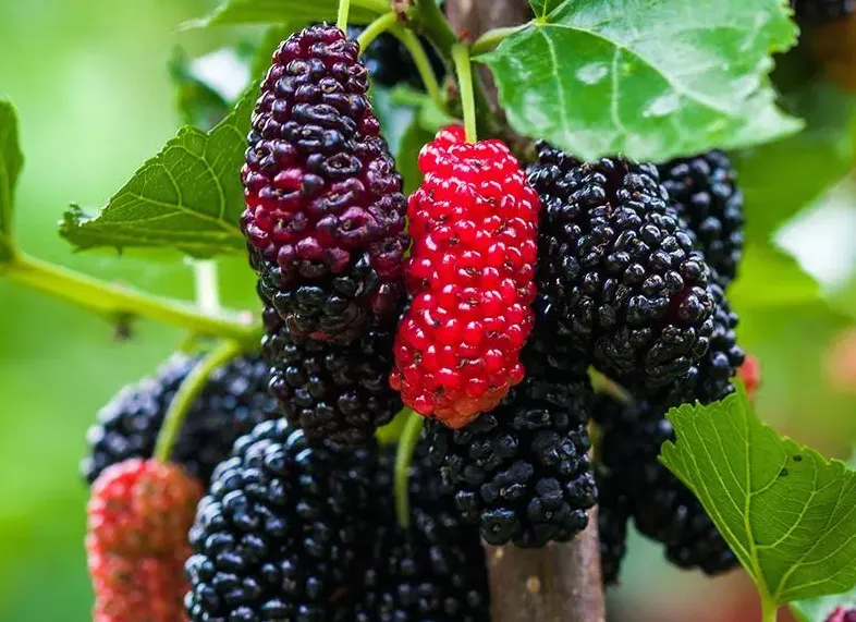 Mulberry