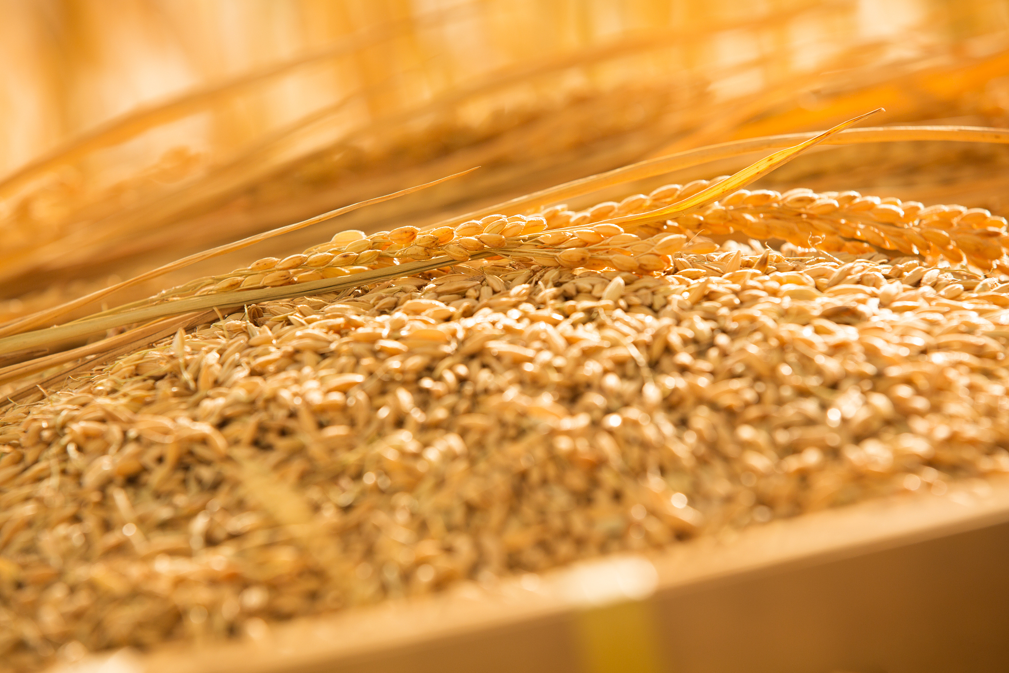 Millet