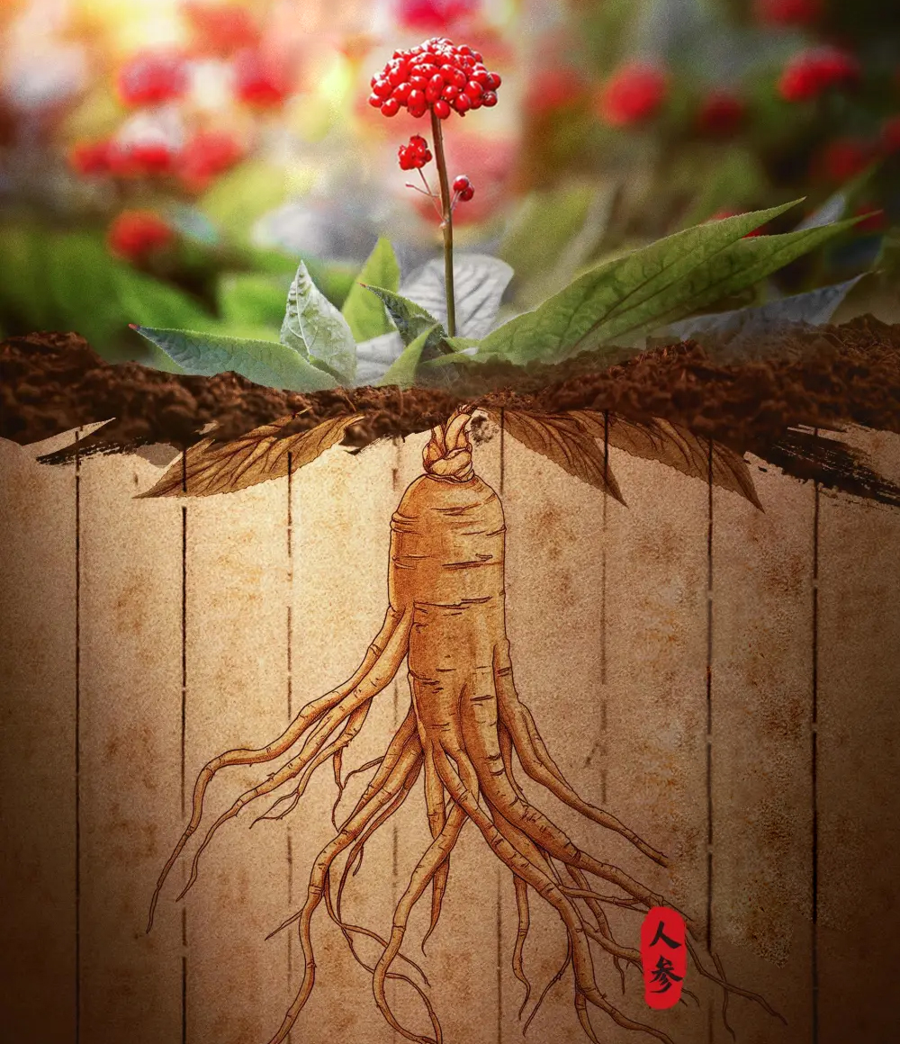 Ginseng