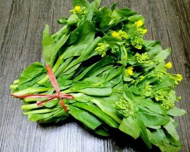 Rapeseed