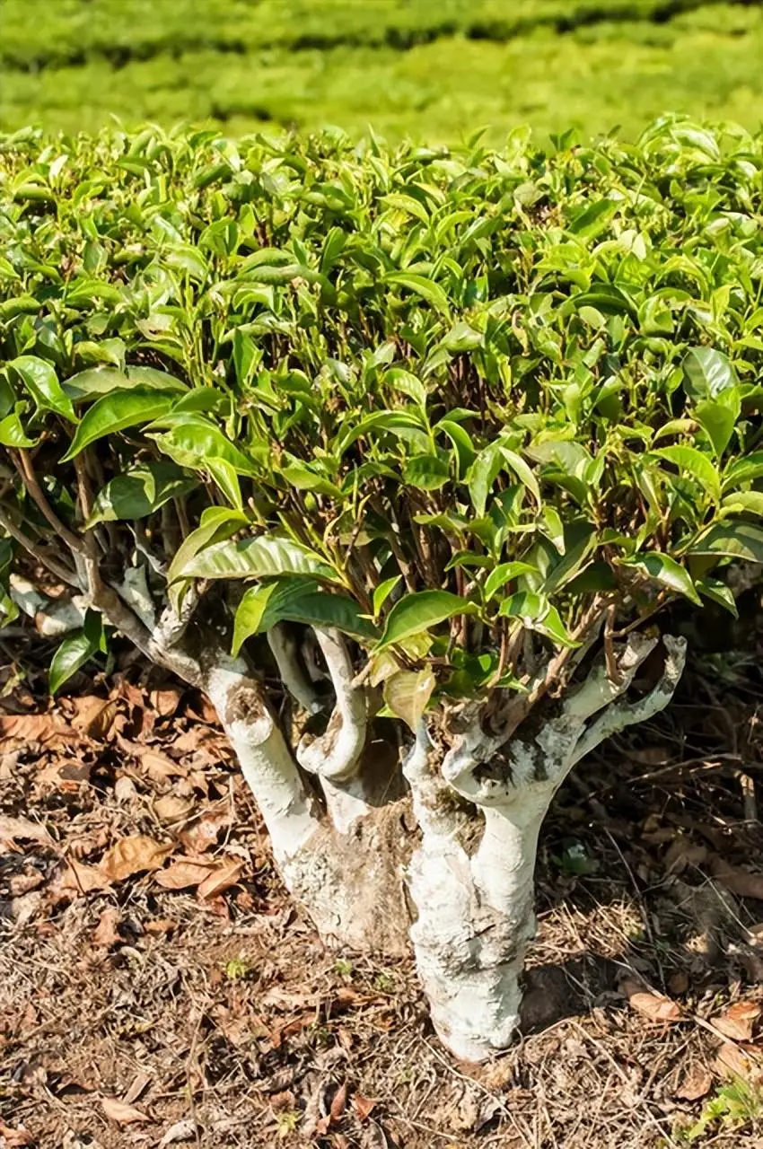 Camellia sinensis plant