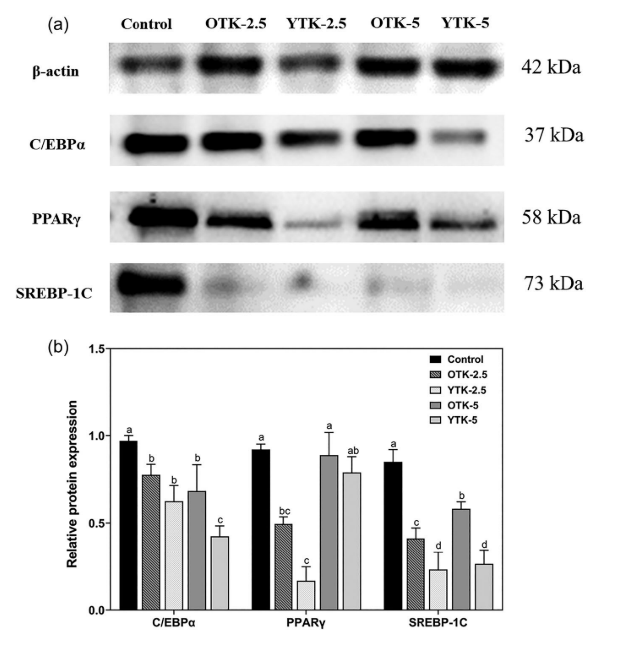 Kombucha inhibits adipogenesis by regulating lipid metabolism-related genes