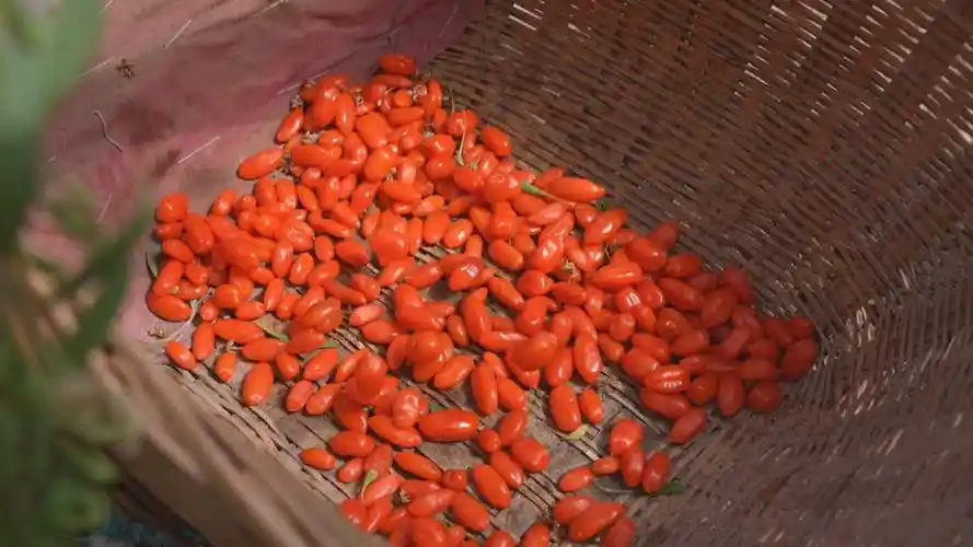 wolfberry