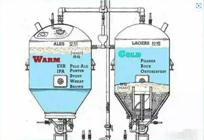 Fermentation process of lager and ale
