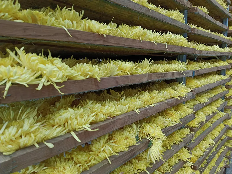 Chrysanthemum tea harvesting and storage